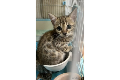 成約済の千葉県のベンガル-54627の2枚目